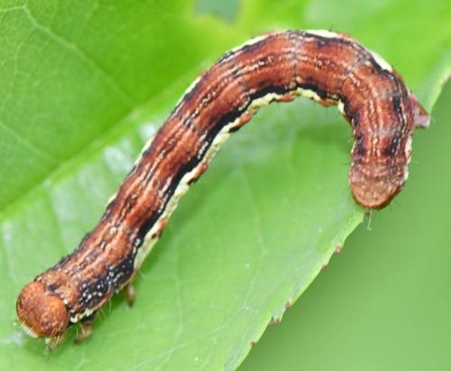 Erannis defoliaria